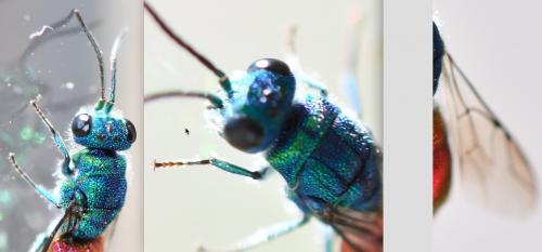 Réf. 252 356 : Chrysis terminata