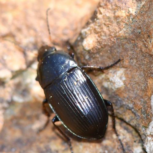 Amara sp.