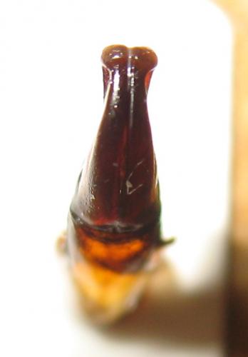 Pseudinca marmoratus