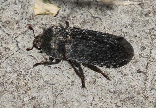 Réf. 252 370 : Dermestes sp.