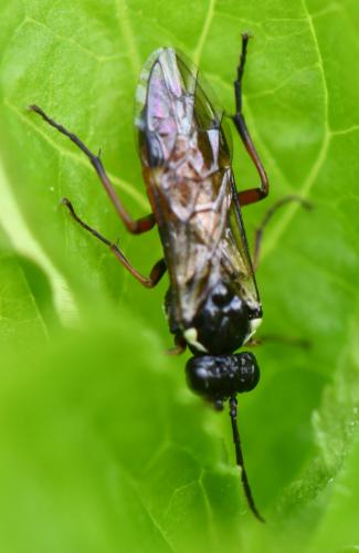 Aglaostigma aucupariae