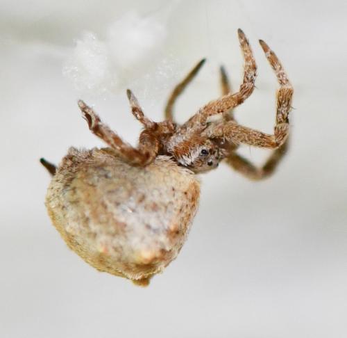 Réf. 252 578 : Hyptiotes (flavidus-paradoxus)