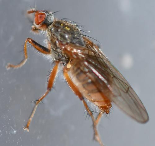 Scathophaga lutaria