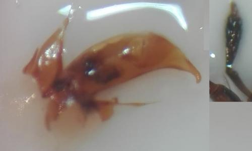 Bembidion dentellum