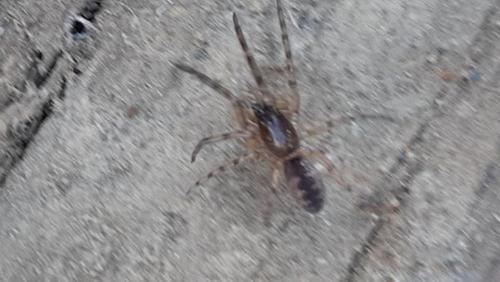 Segestria senoculata