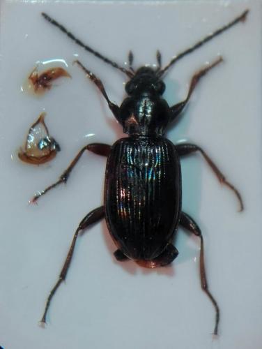 Bembidion dentellum