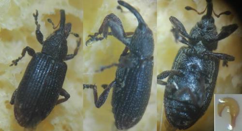Réf. 252 975 : Bradybatus kellneri