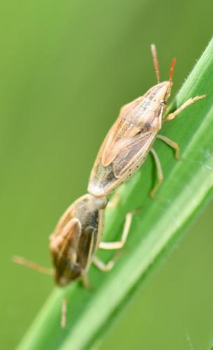 Aelia acuminata