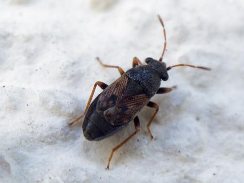 Acompus pallipes