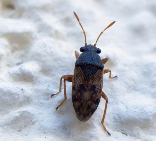 Acompus pallipes