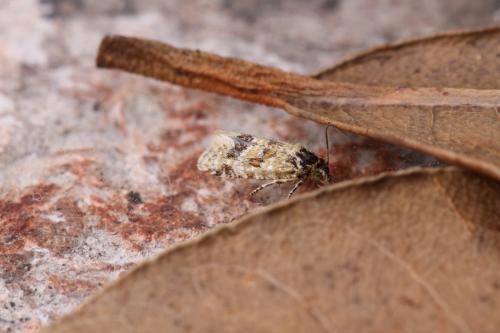 Réf. 252 664 : Aethes williana