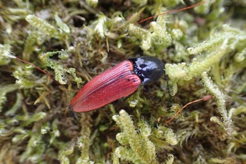 Réf. 252 886 : Ampedus sanguineus
