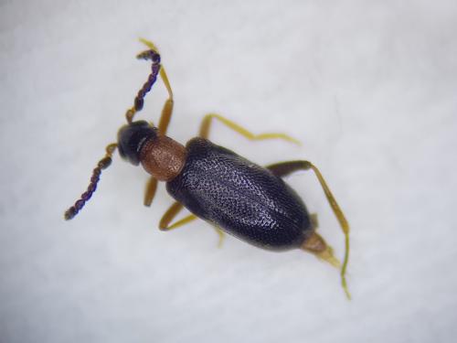 Anidorus sanguinolentus