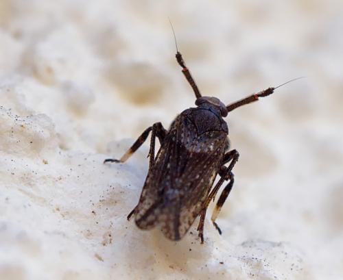Réf. 252 794 : Asiraca clavicornis