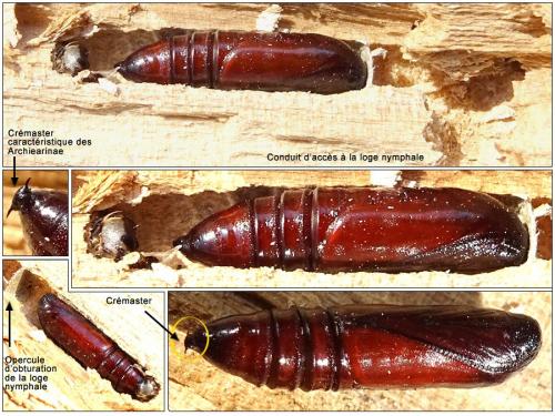 Boudinotiana notha