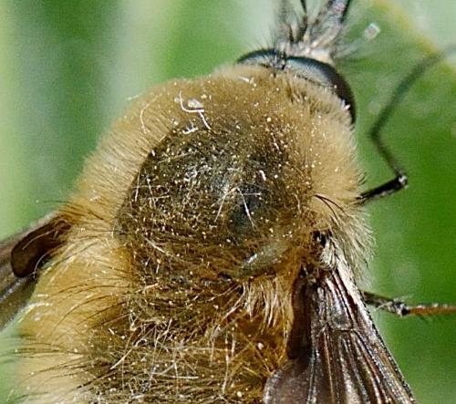 Bombylius sp.