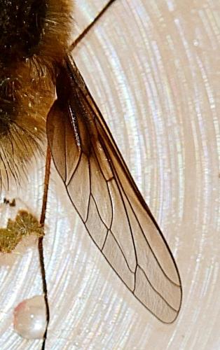 Bombylius cinerascens