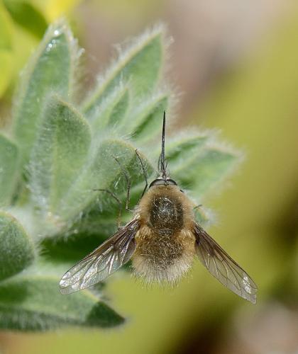 Réf. 252 071 : Bombylius cinerascens