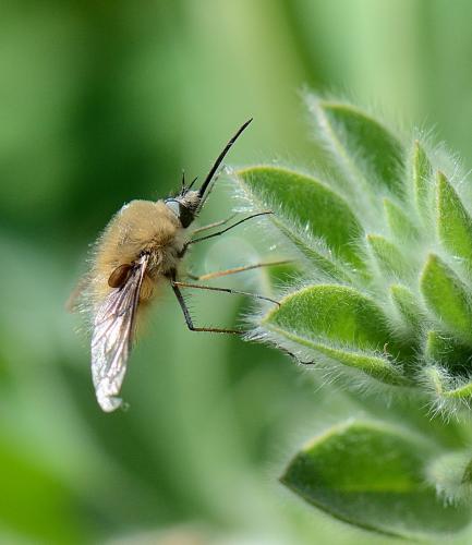 Réf. 252 072 : Bombylius cinerascens