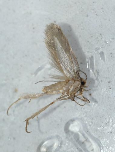 Borkhausenia nefrax