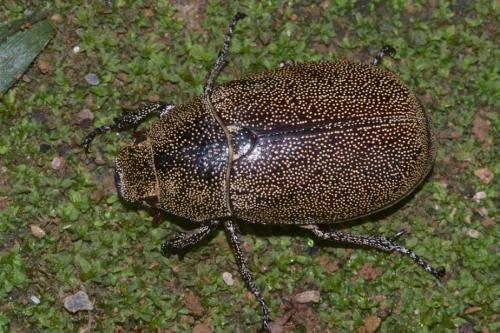 Réf. 252 451 : Leucopholis irrorata