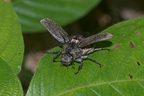 Leucopholis irrorata