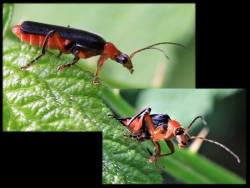 Réf. 252 479 : Cantharis pellucida