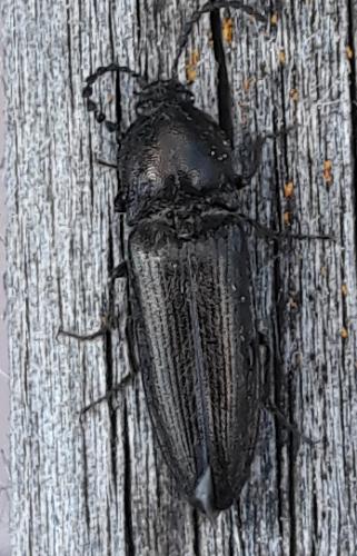 Cidnopus pilosus