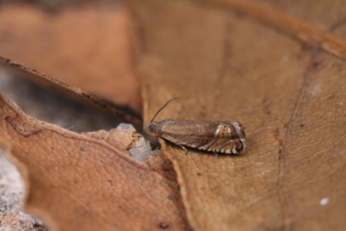 Réf. 252 473 : Grapholita gemmiferana