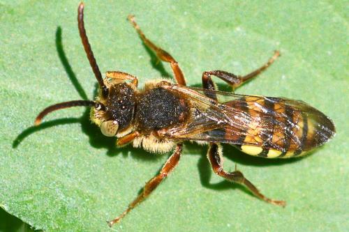 Nomada sp.