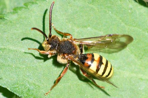 Nomada sp.