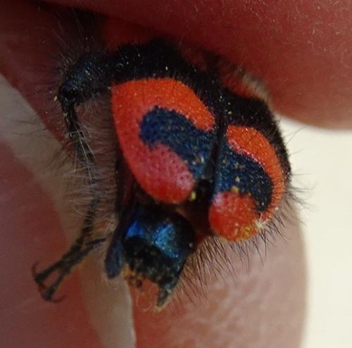 Réf. 252 898 : Trichodes alvearius