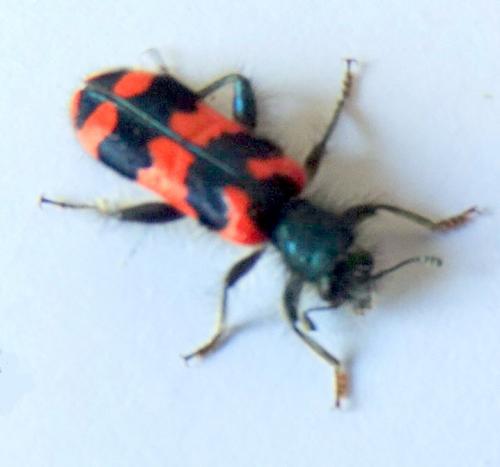 Réf. 252 907 : Trichodes alvearius