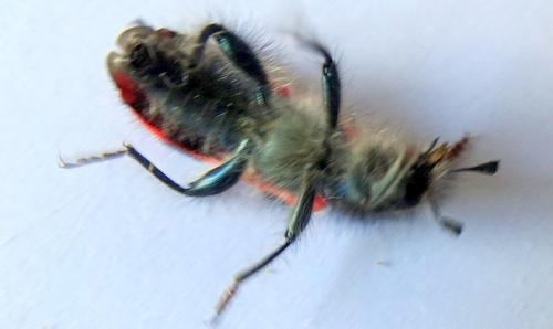 Réf. 252 908 : Trichodes alvearius