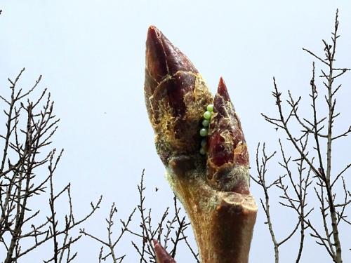 Réf. 252 722 : Boudinotiana notha