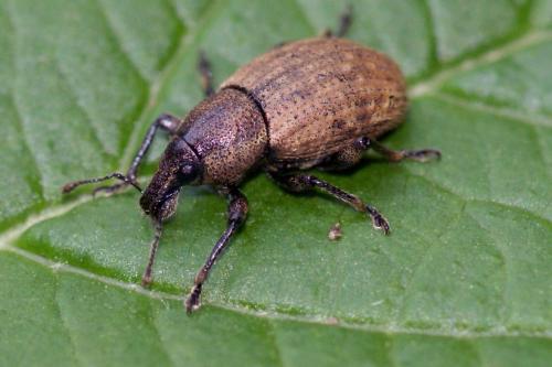 Barynotus sp.