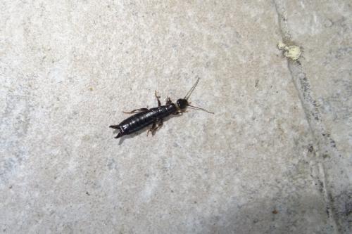 Euborellia moesta