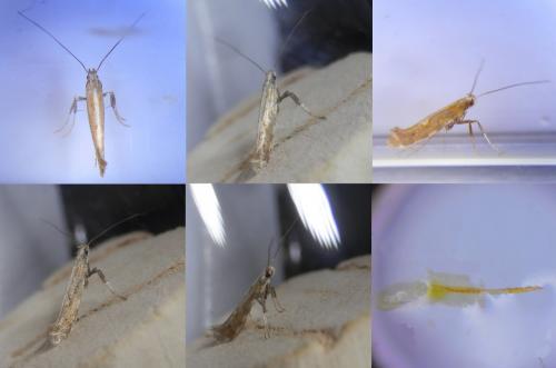 Réf. 252 918 : Calybites phasianipennella
