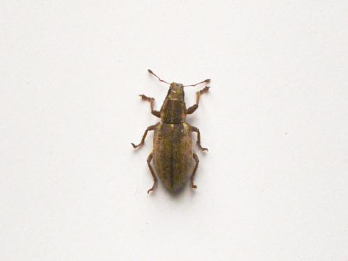 Sitona humeralis