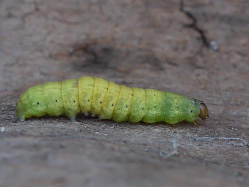 Réf. 252 594 : Noctua pronuba