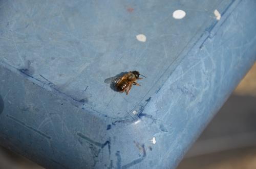 Réf. 252 481 : Osmia bicornis
