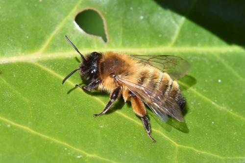 Andrena nigroaenea