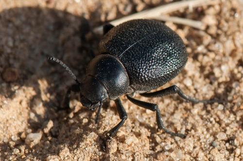 Réf. 252 076 : Pimelia maura