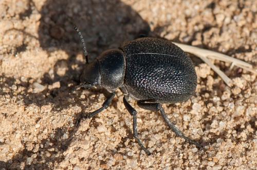 Réf. 252 077 : Pimelia maura