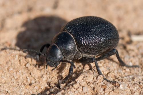 Réf. 252 075 : Pimelia maura