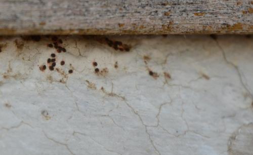 Réf. 252 501 : Bryobia sp.