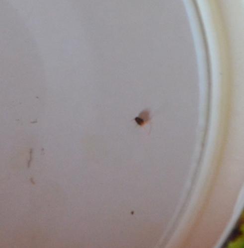 Bryobia sp.