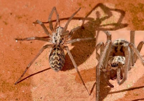 Eratigena sp.