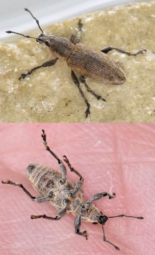 Réf. 252 048 : Tanymecus palliatus