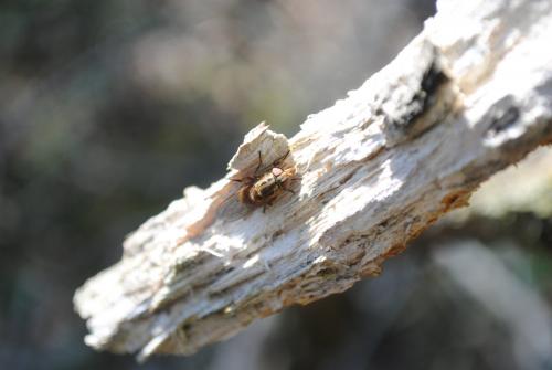 Rhingia campestris